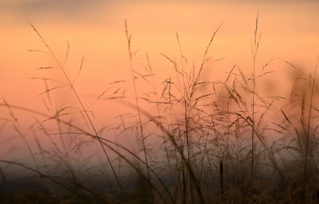 Photo wallpaper grass, macro, sunset, nature
