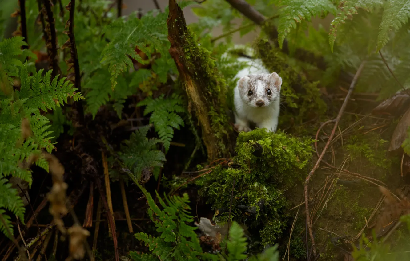 Photo wallpaper look, nature, weasel, animal, ermine