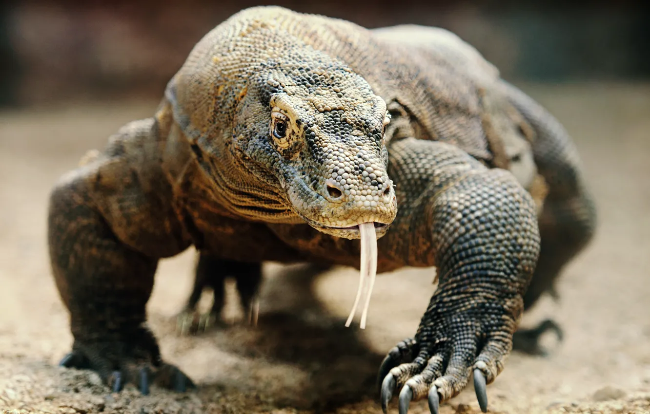 Photo wallpaper animal, komodo dragon, Largest Lizard, wldlife.