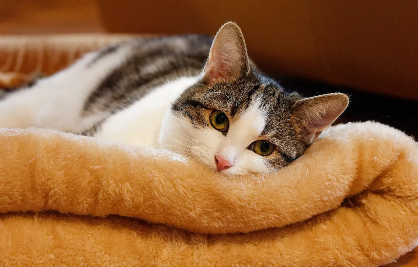 Photo wallpaper cat, cat, look, face, comfort, heat, portrait, home