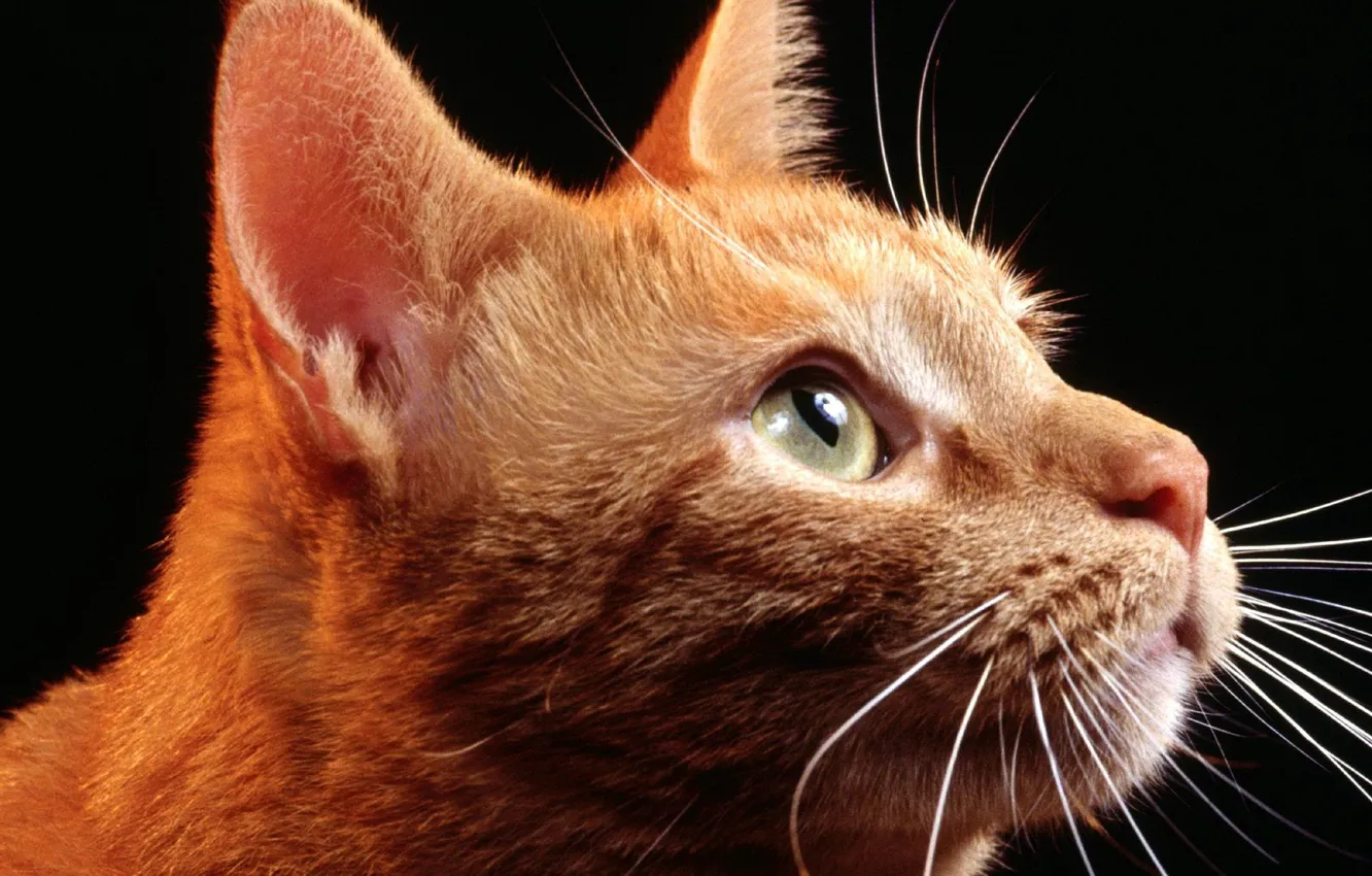Photo wallpaper cat, look, face, red