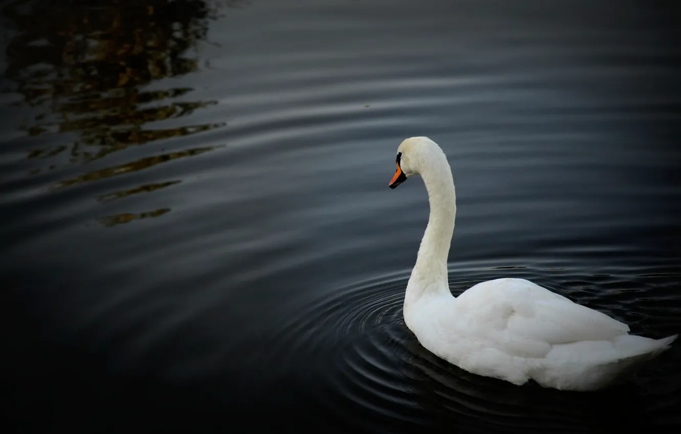 Photo wallpaper white, water, lake, pond, beautiful, Swan