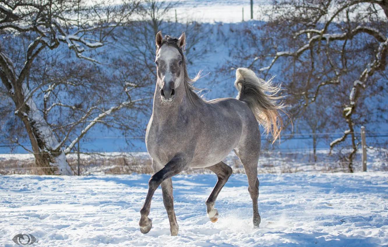 Photo wallpaper pose, grey, horse, horse, running, grace, posing, playful