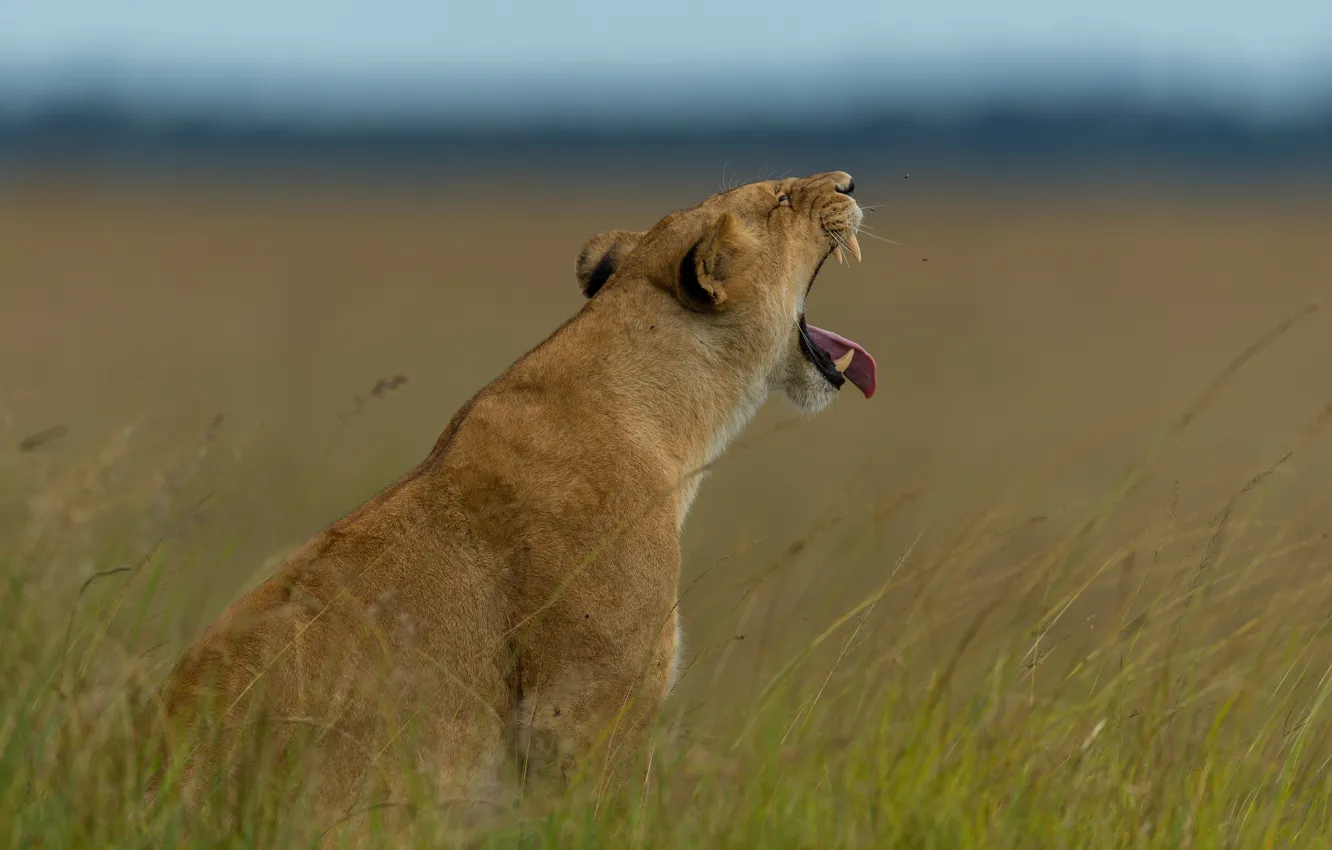 Photo wallpaper field, language, the sky, grass, pose, back, spikelets, mouth