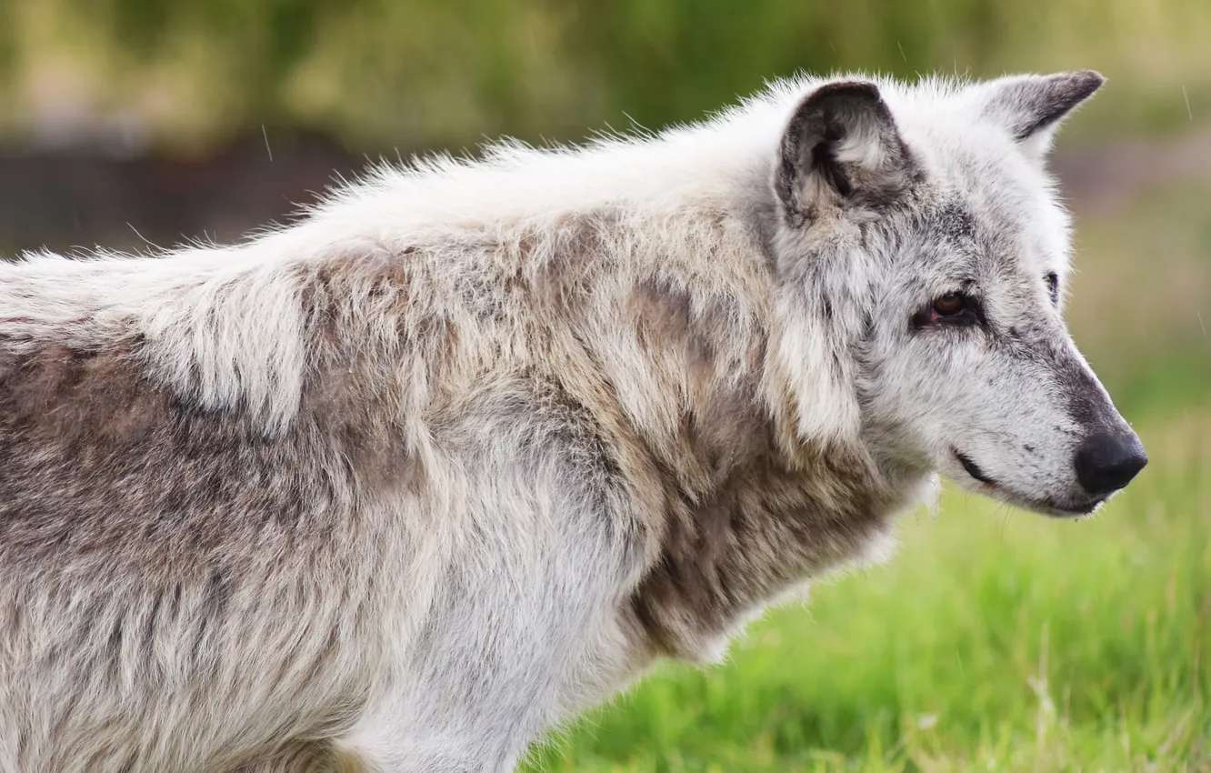 Photo wallpaper Predator, nature, snow, face, animal, wolf, wolves, canis lupus