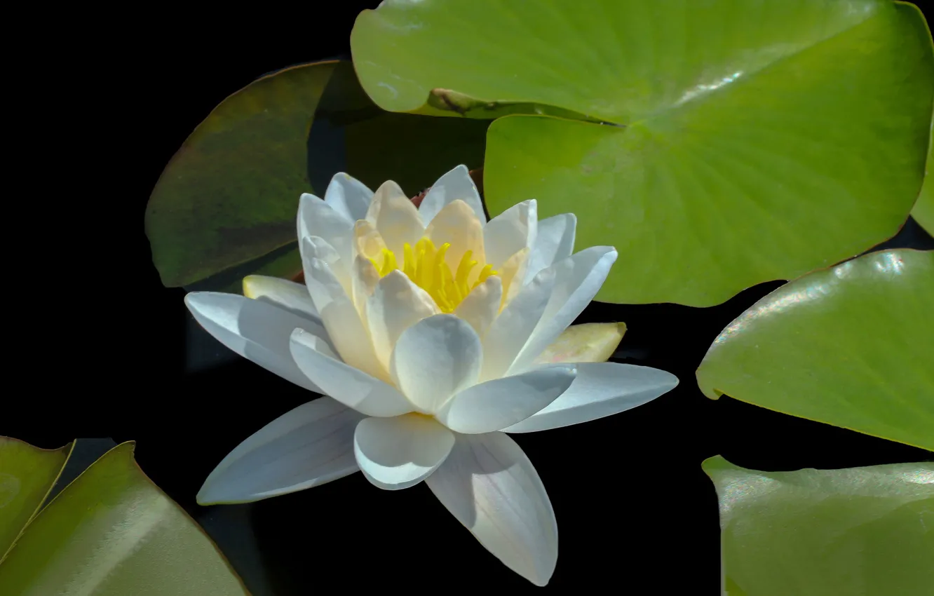 Photo wallpaper white, petals, Nymphaeum