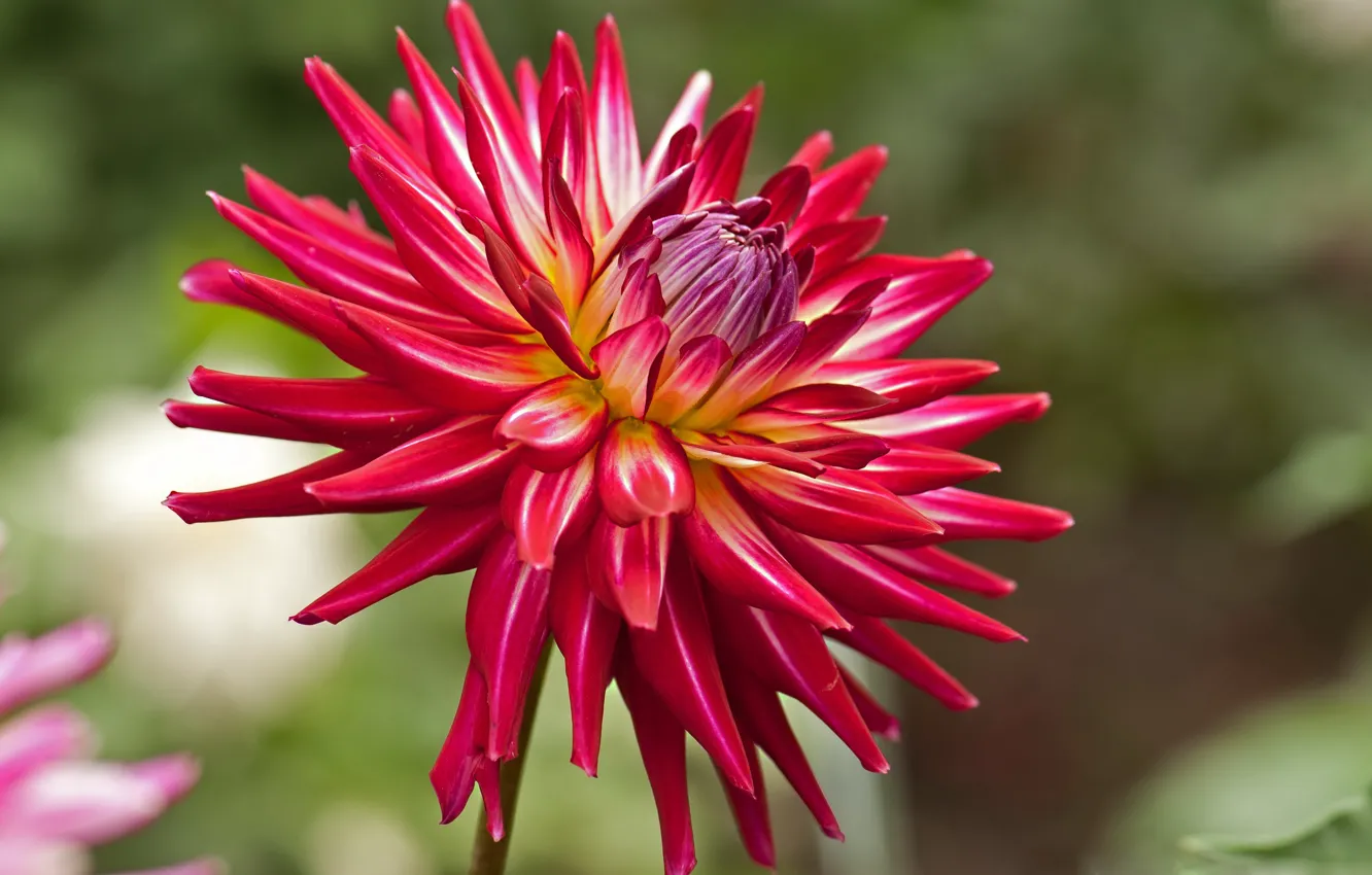 Photo wallpaper dahlias, red, Wallpaper from lolita777, flowers