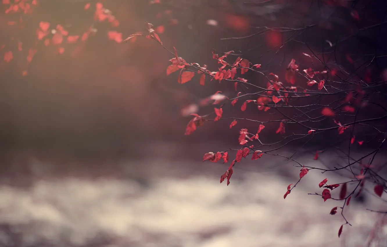 Photo wallpaper autumn, leaves, light, branches, river, haze, autumn leaves, the crimson