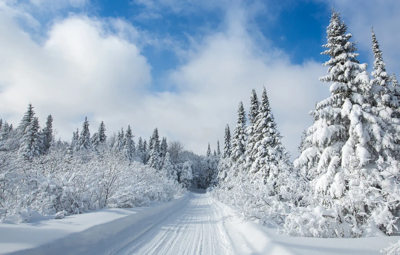 Photo wallpaper winter, snow, nature