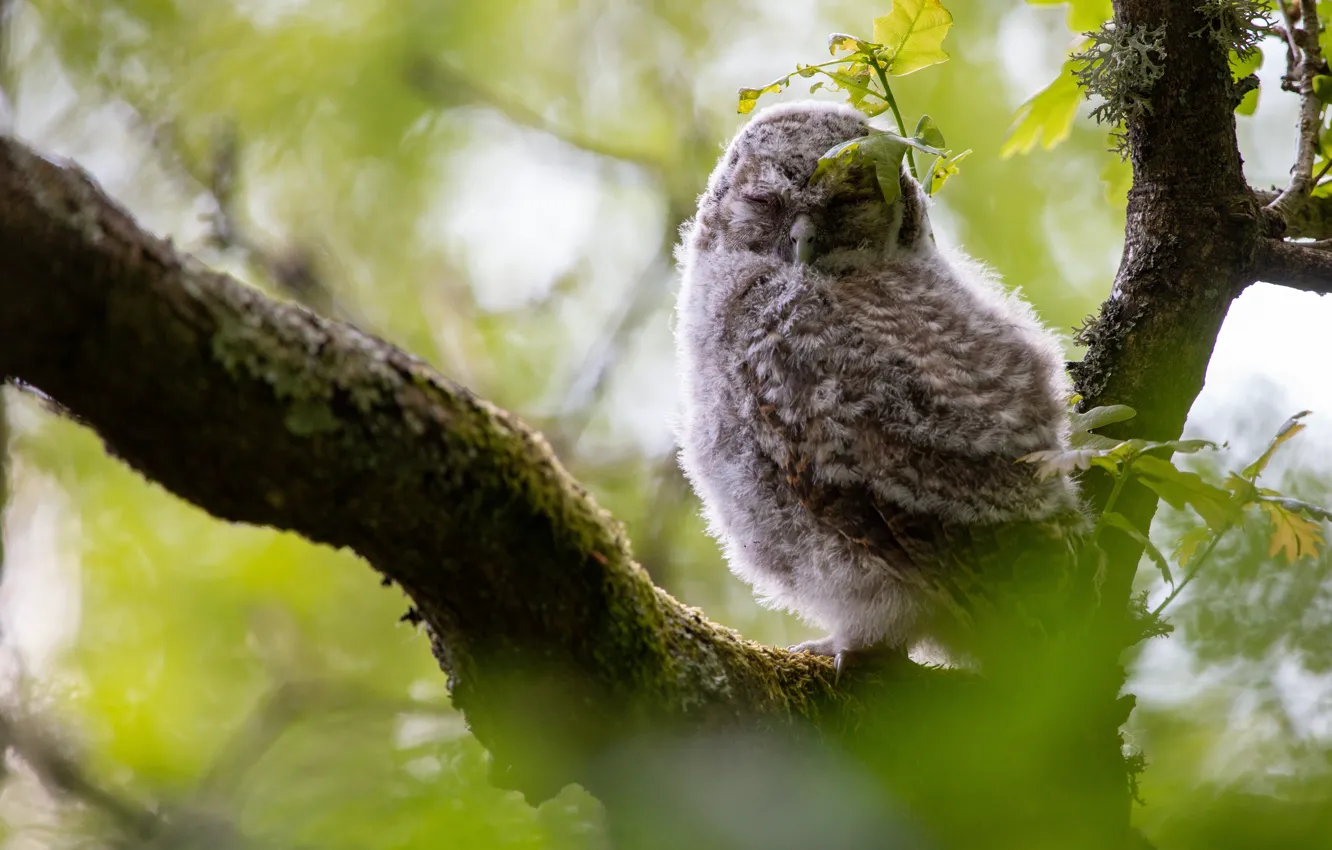 Photo wallpaper leaves, trees, branches, owl, bird, sleep, sleeping, Chicks