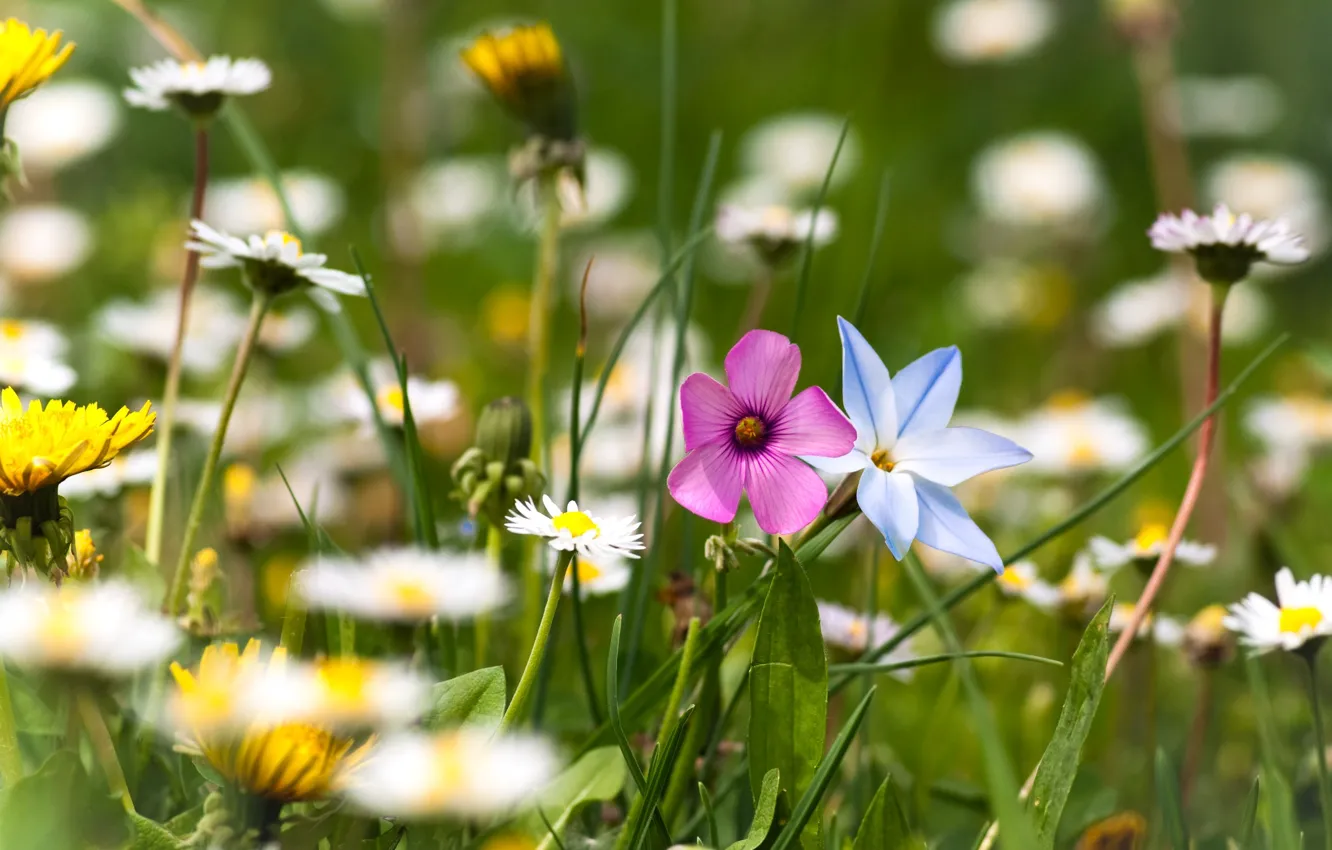 Photo wallpaper greens, summer, grass, flowers, nature, glade, chamomile, plants