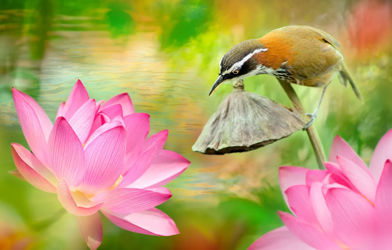 Photo wallpaper water, flowers, nature, tropics, bird, Lotus
