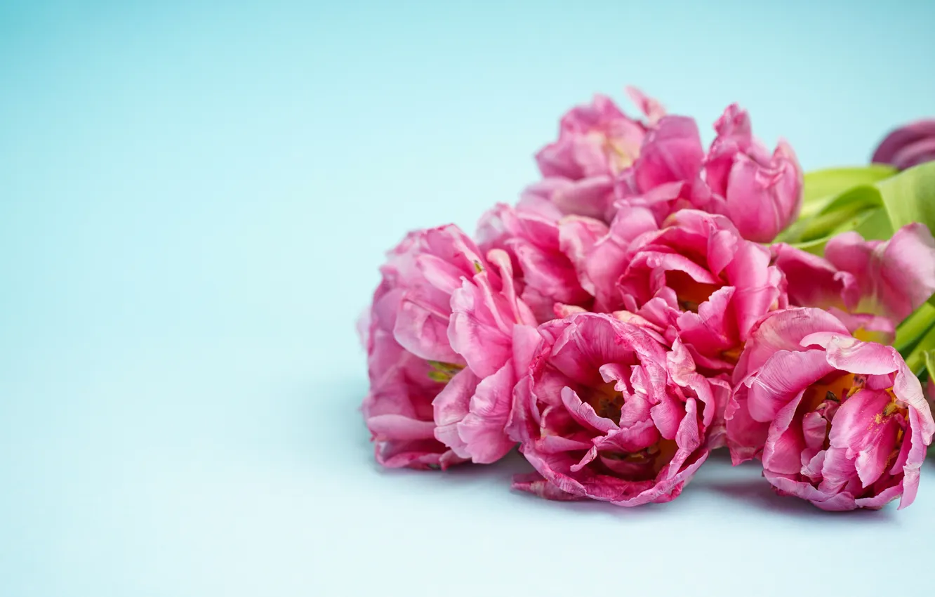 Photo wallpaper flowers, bouquet, tulips, pink, pink, flowers, beautiful, tulips
