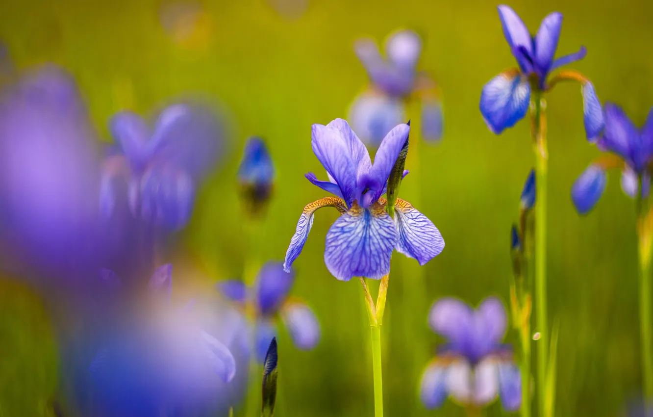 Photo wallpaper flowers, green, background, blur, spring, purple, irises, lilac