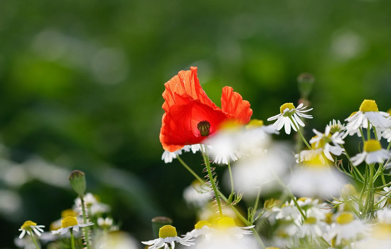 Photo wallpaper flowers, Mac, chamomile, field
