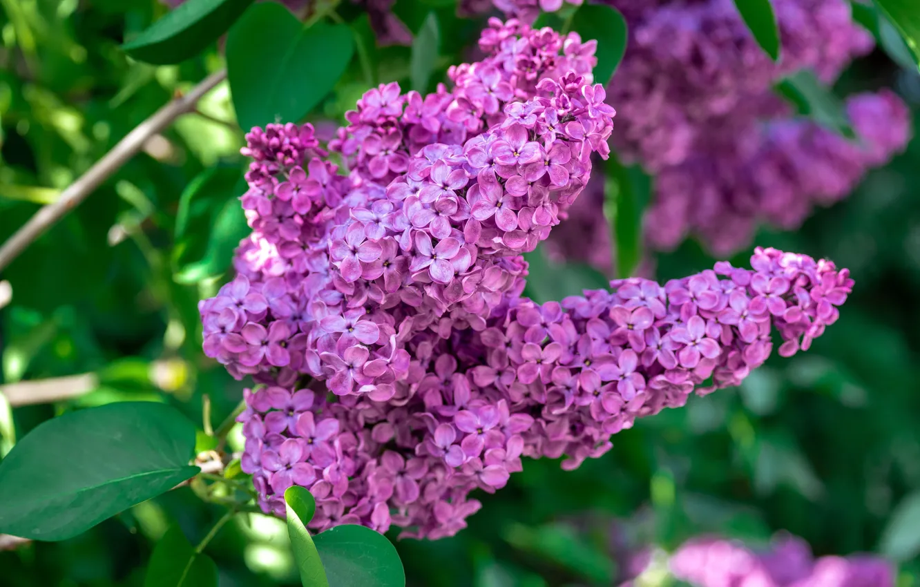 Photo wallpaper leaves, flowers, Bush, branch, spring, flowering, lilac, inflorescence