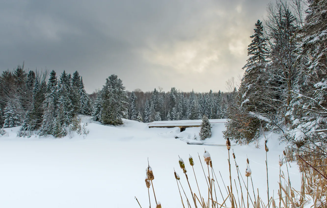 Photo wallpaper winter, frost, forest, the sky, clouds, snow, landscape, nature