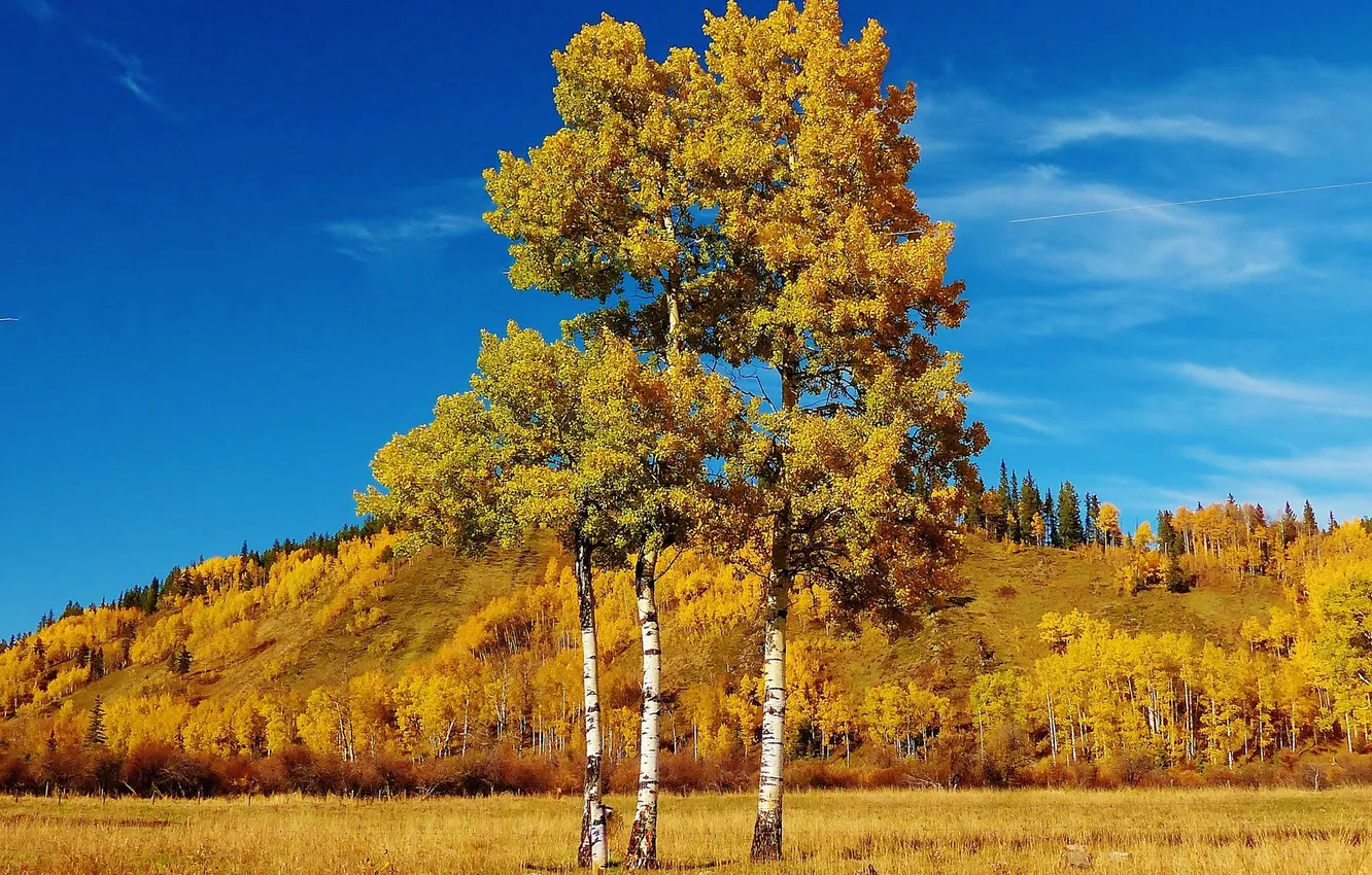 Photo wallpaper autumn, grass, leaves, trees, landscape, hills, Canada, Albert