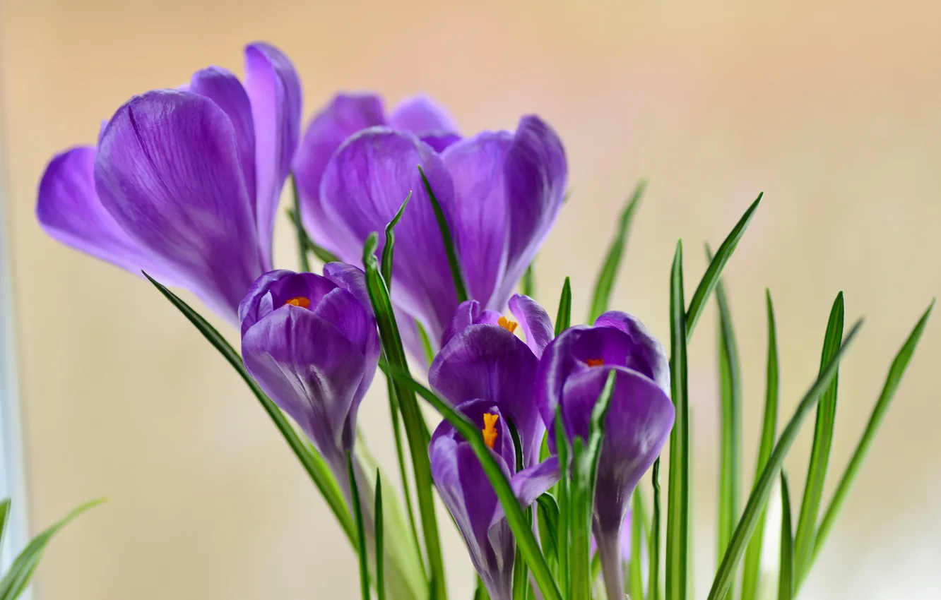 Photo wallpaper purple, flowers, crocuses, spring