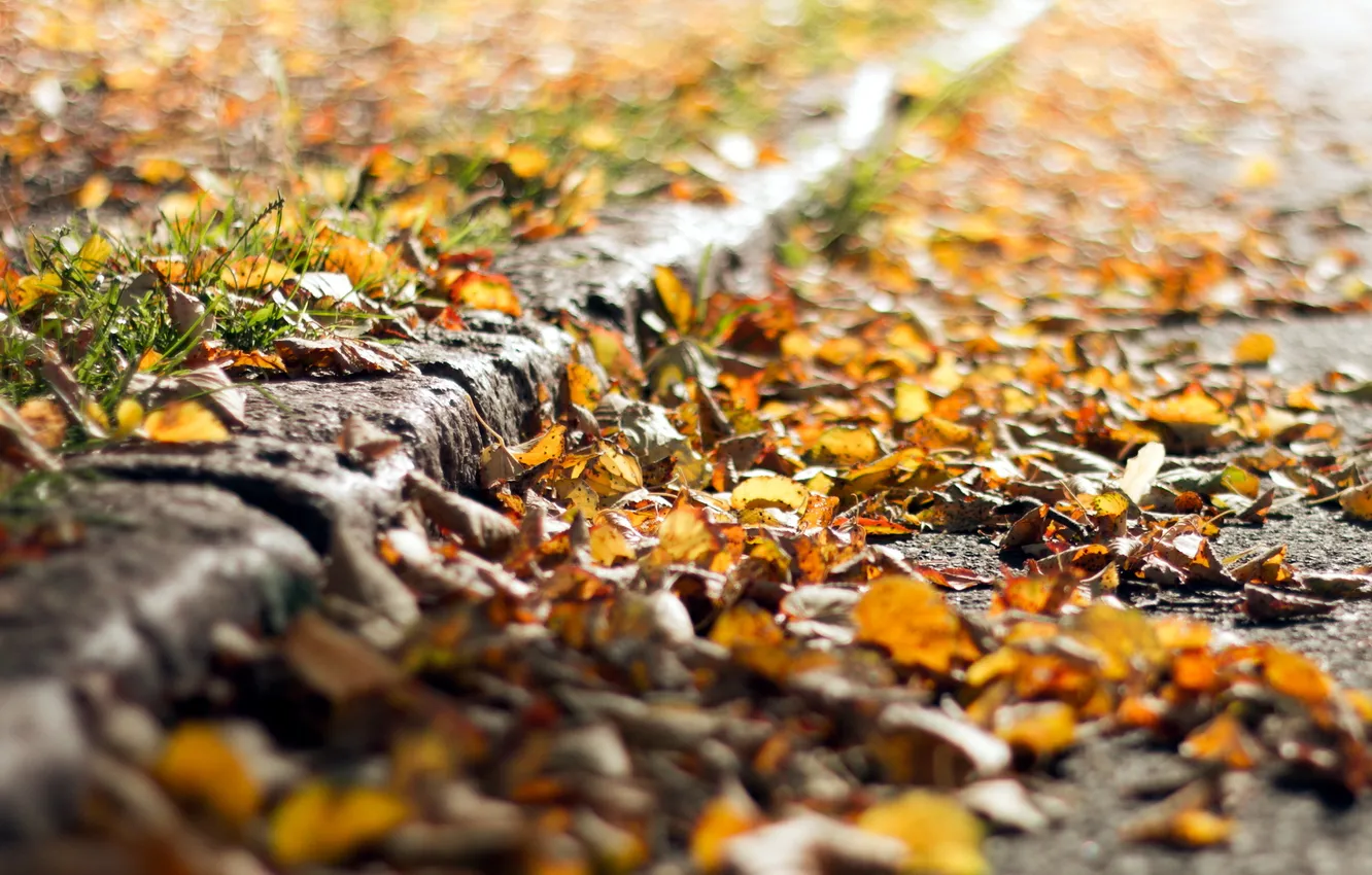 Photo wallpaper autumn, leaves, nature