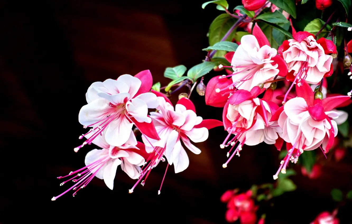 Photo wallpaper flowers, beauty, fuchsia