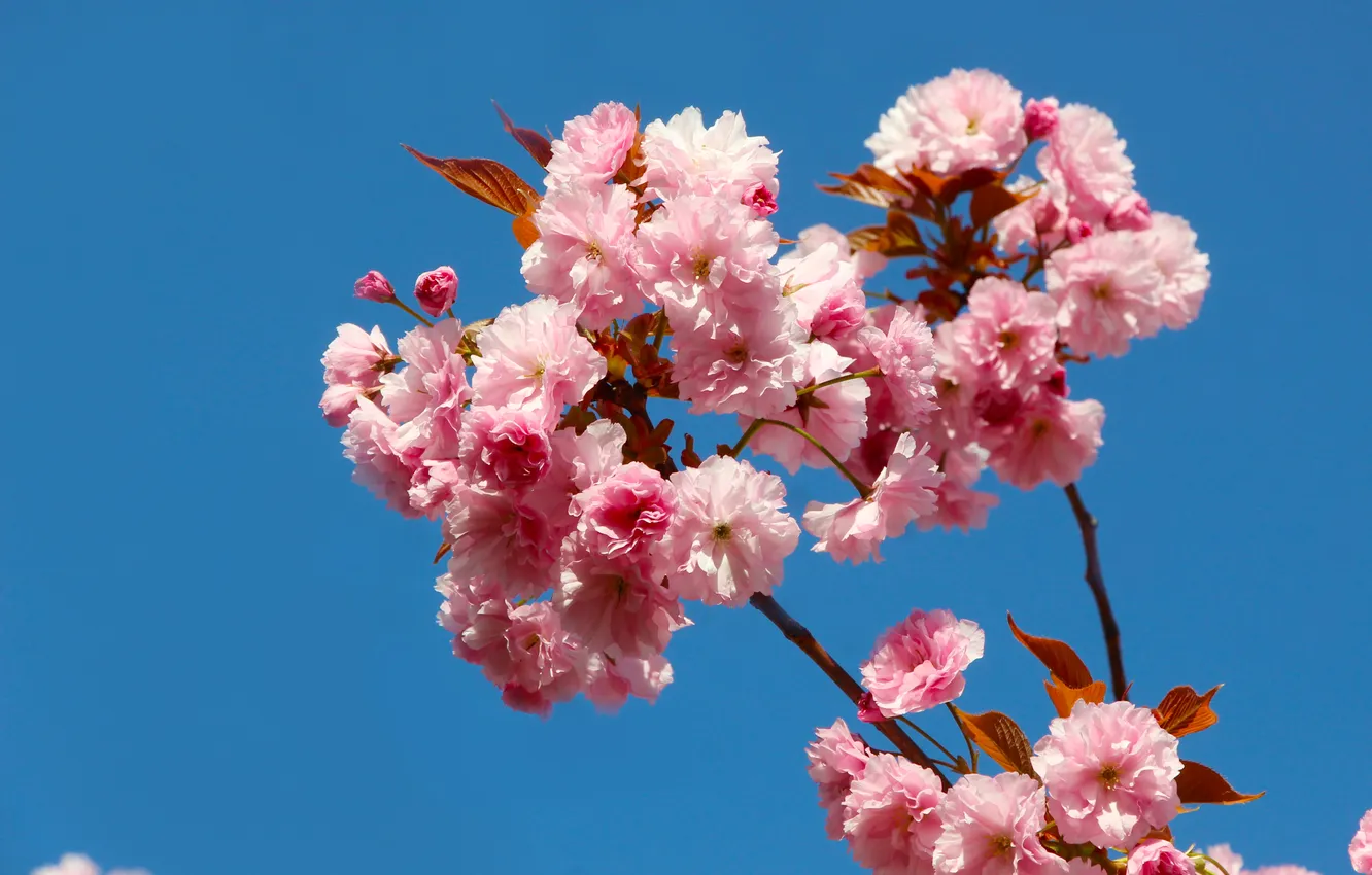 Photo wallpaper flowers, spring, Japanese cherry
