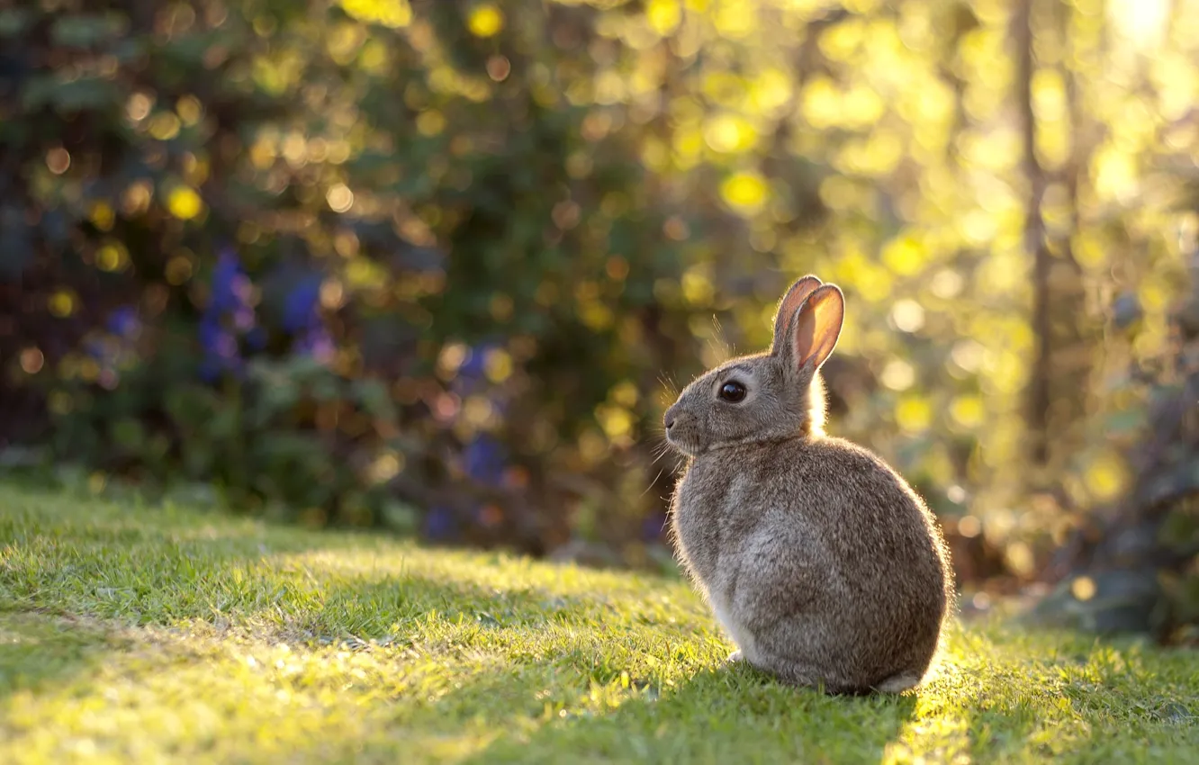 Photo wallpaper grass, light, lawn, rabbit, baby, meadow, ears