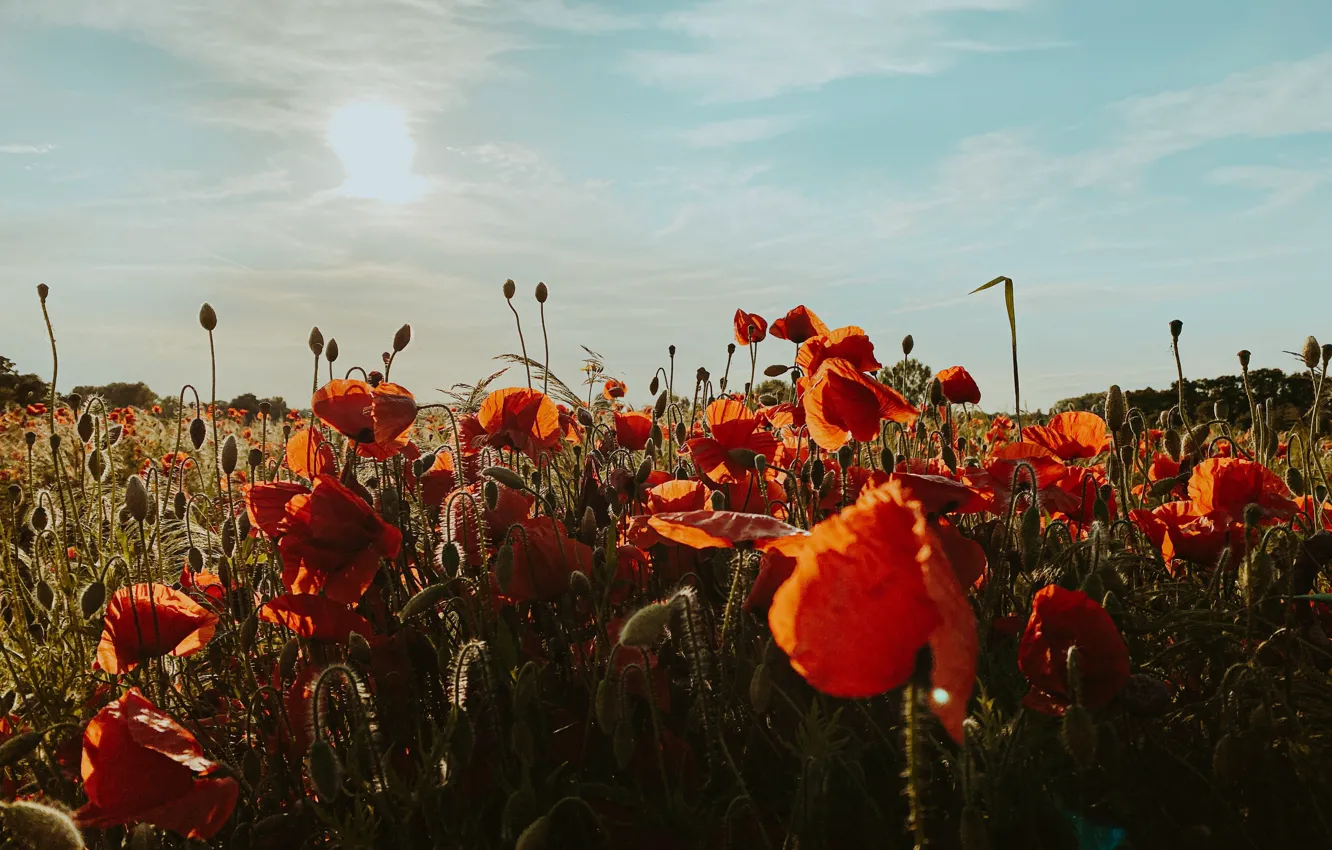 Photo wallpaper red, light, Maki, poppy field, summer, the sky