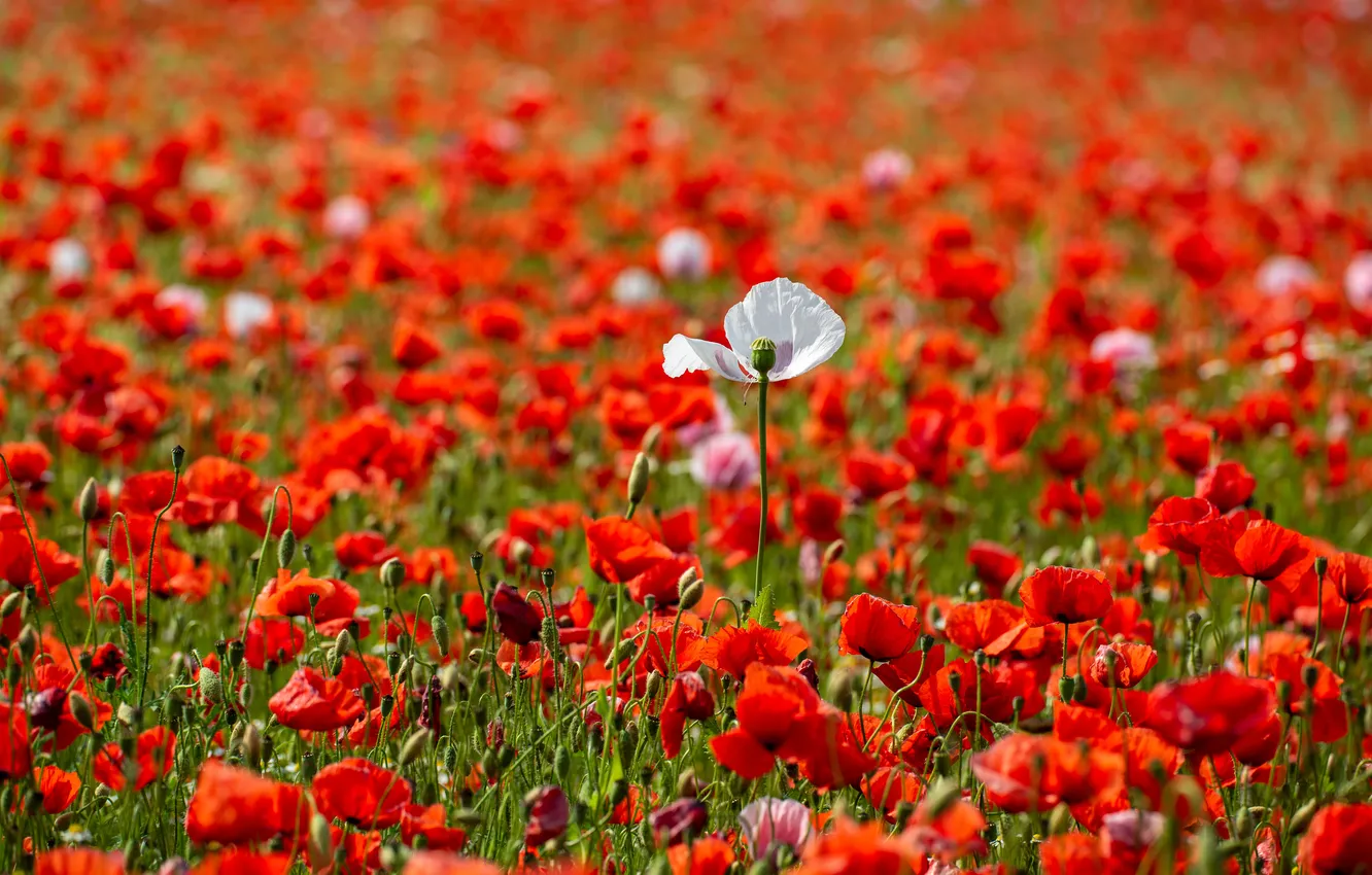 Photo wallpaper summer, flowers, red, Maki, meadow, poppy field