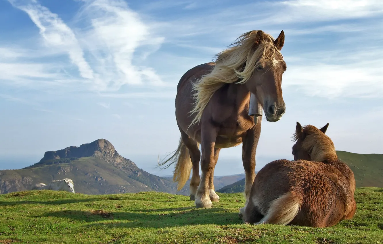 Photo wallpaper the sky, grass, mountains, horse