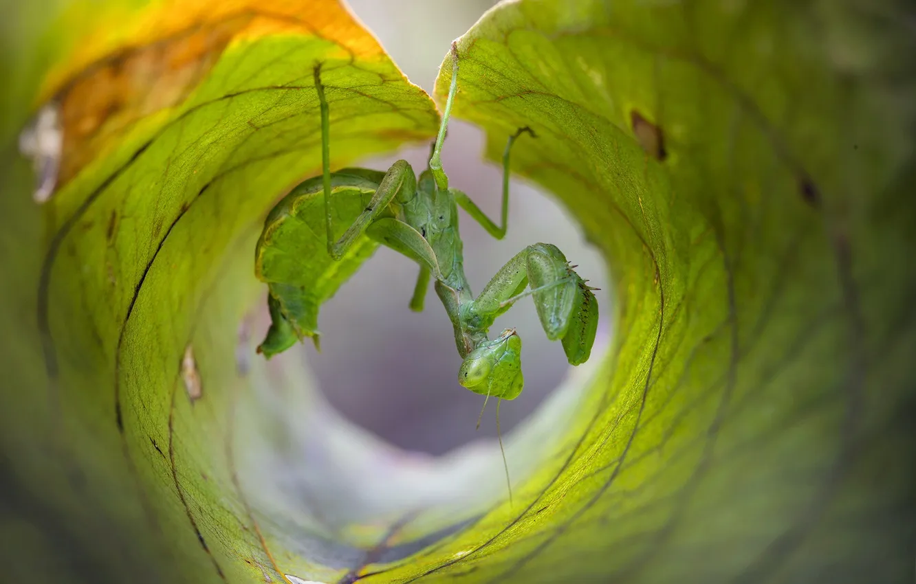 Photo wallpaper leaves, macro, pose, green, leaf, legs, mantis, insect