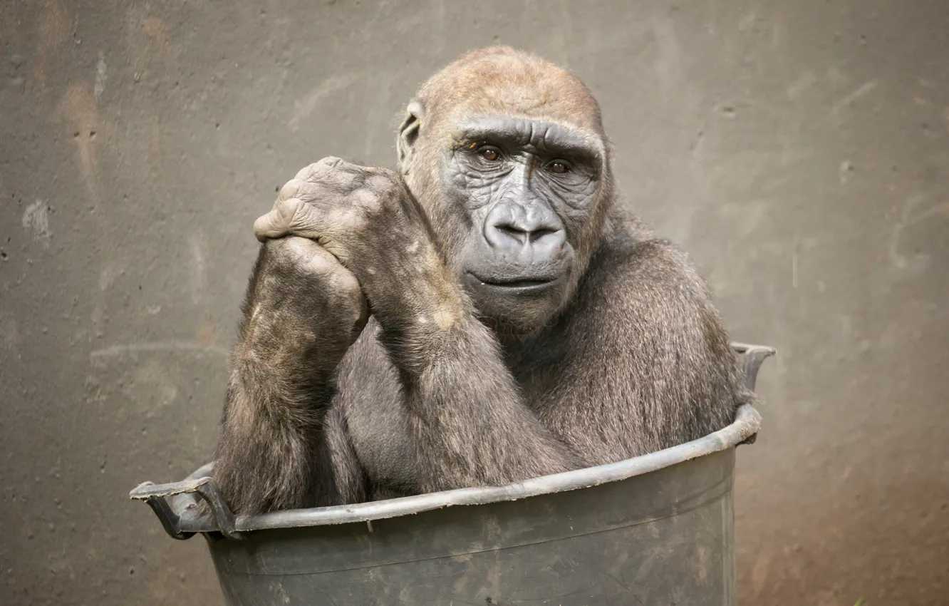 Photo wallpaper look, nature, monkey