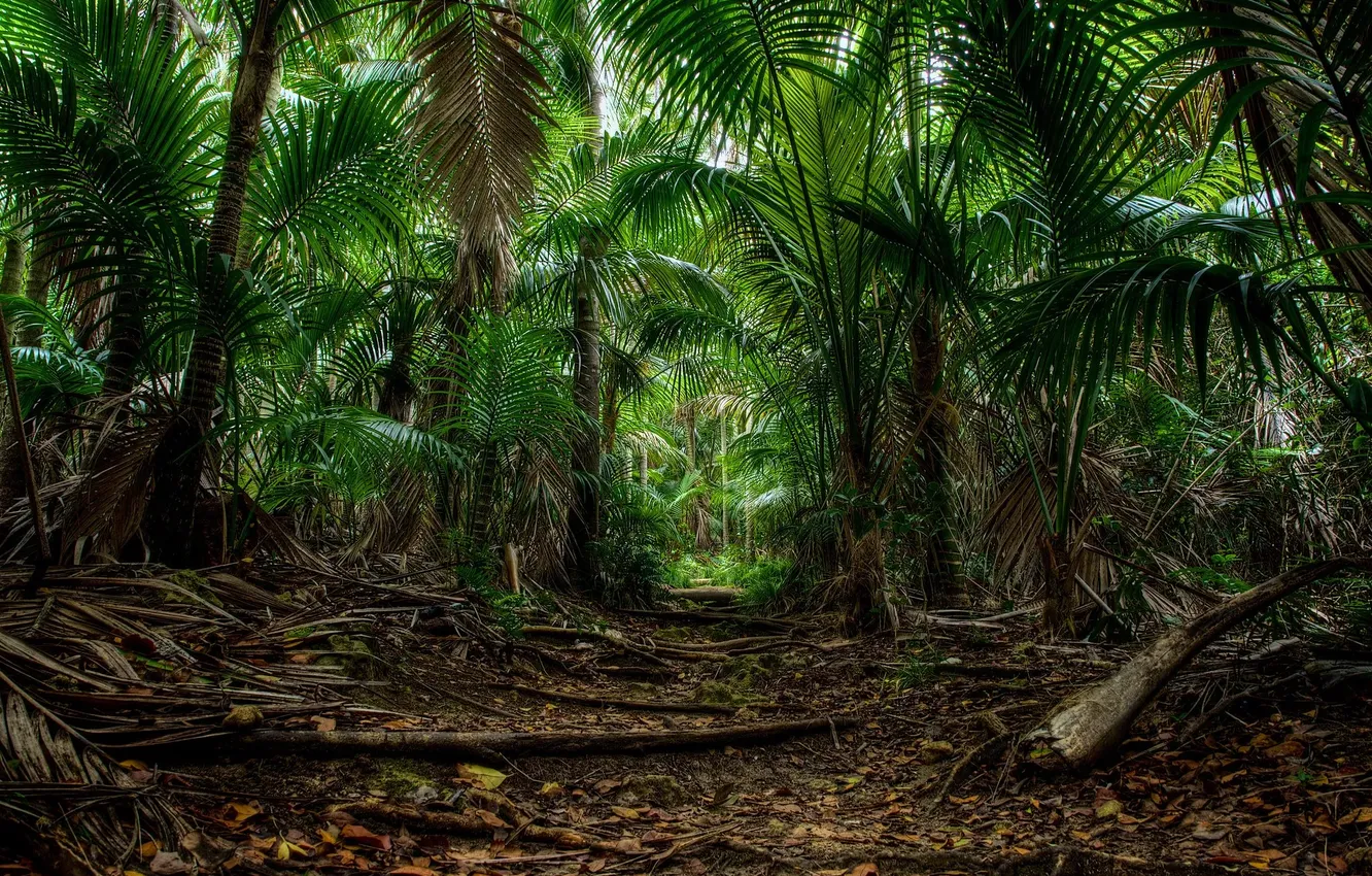 Photo wallpaper forest, trees, landscape, nature, tropics, palm trees, plant, trail