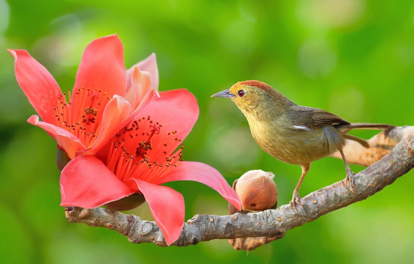 Photo wallpaper flowers, branches, nature, bird, buds