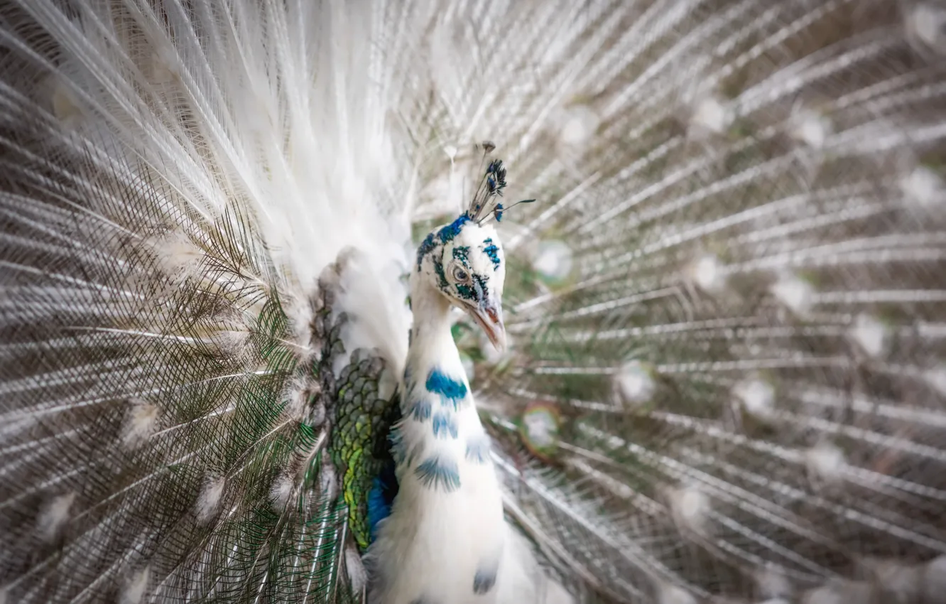 Photo wallpaper nature, bird, peacock