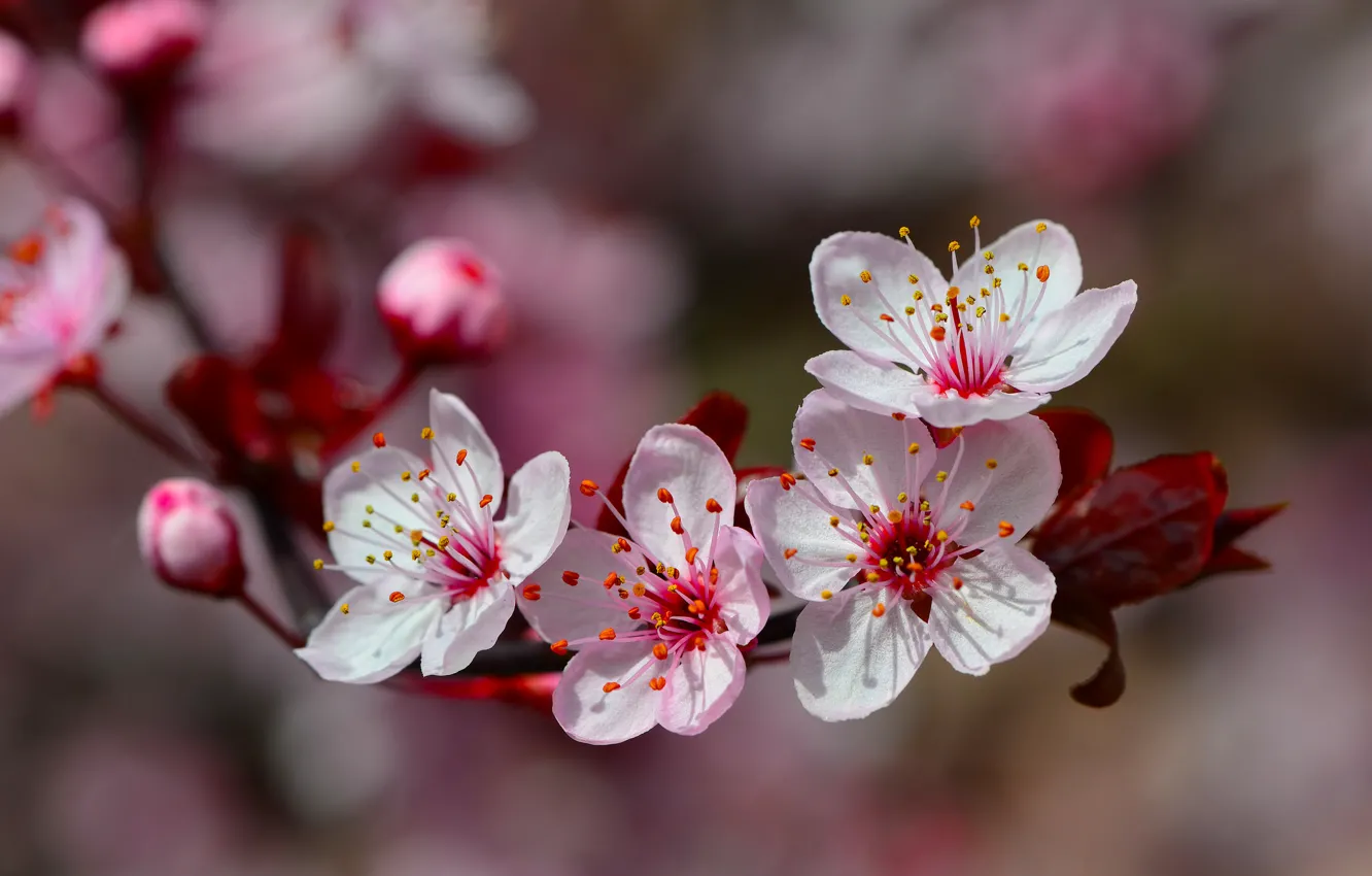 Photo wallpaper macro, spring, petals, garden