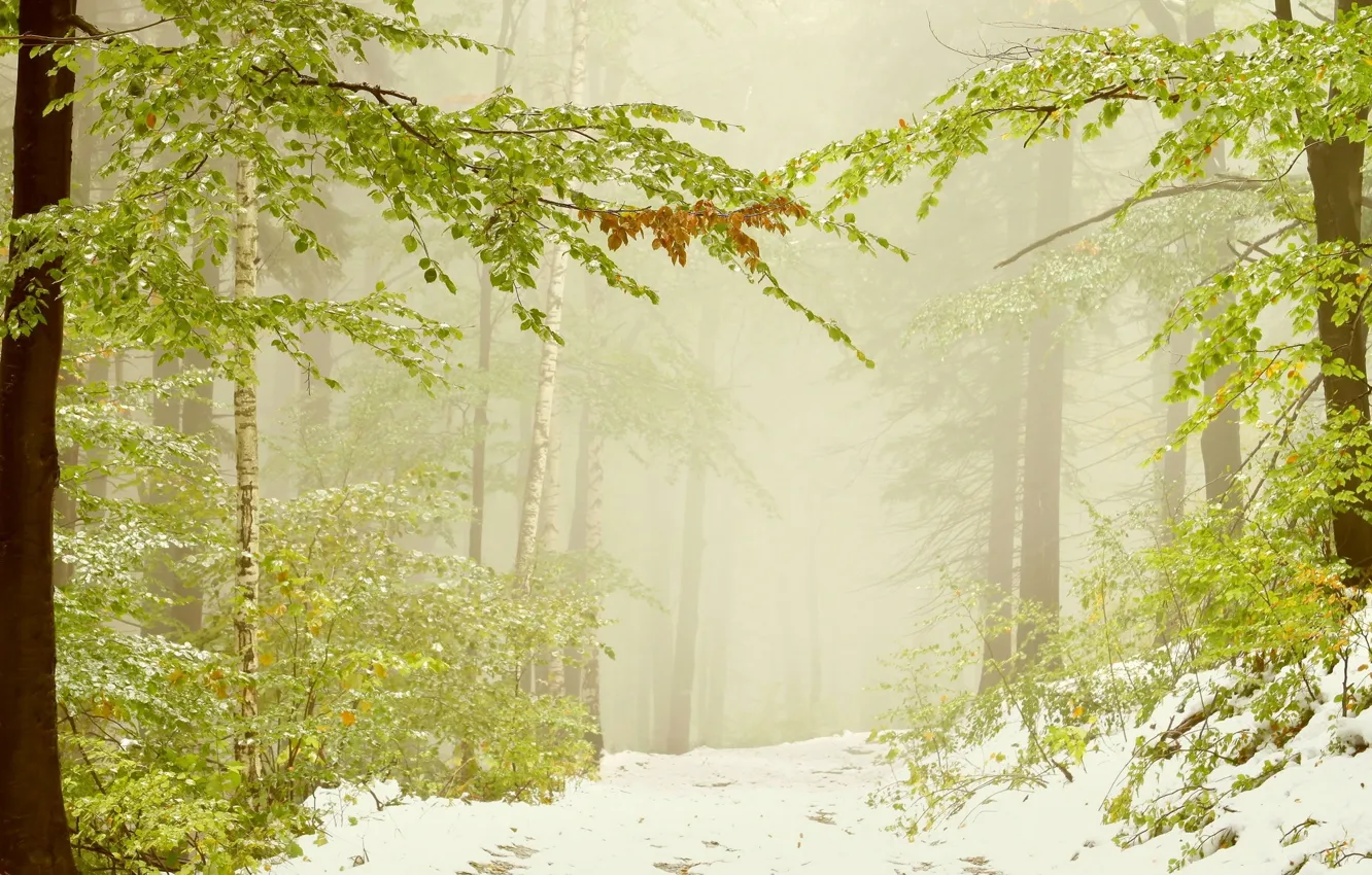 Photo wallpaper greens, leaves, snow, trees, branches, nature, fog, branch
