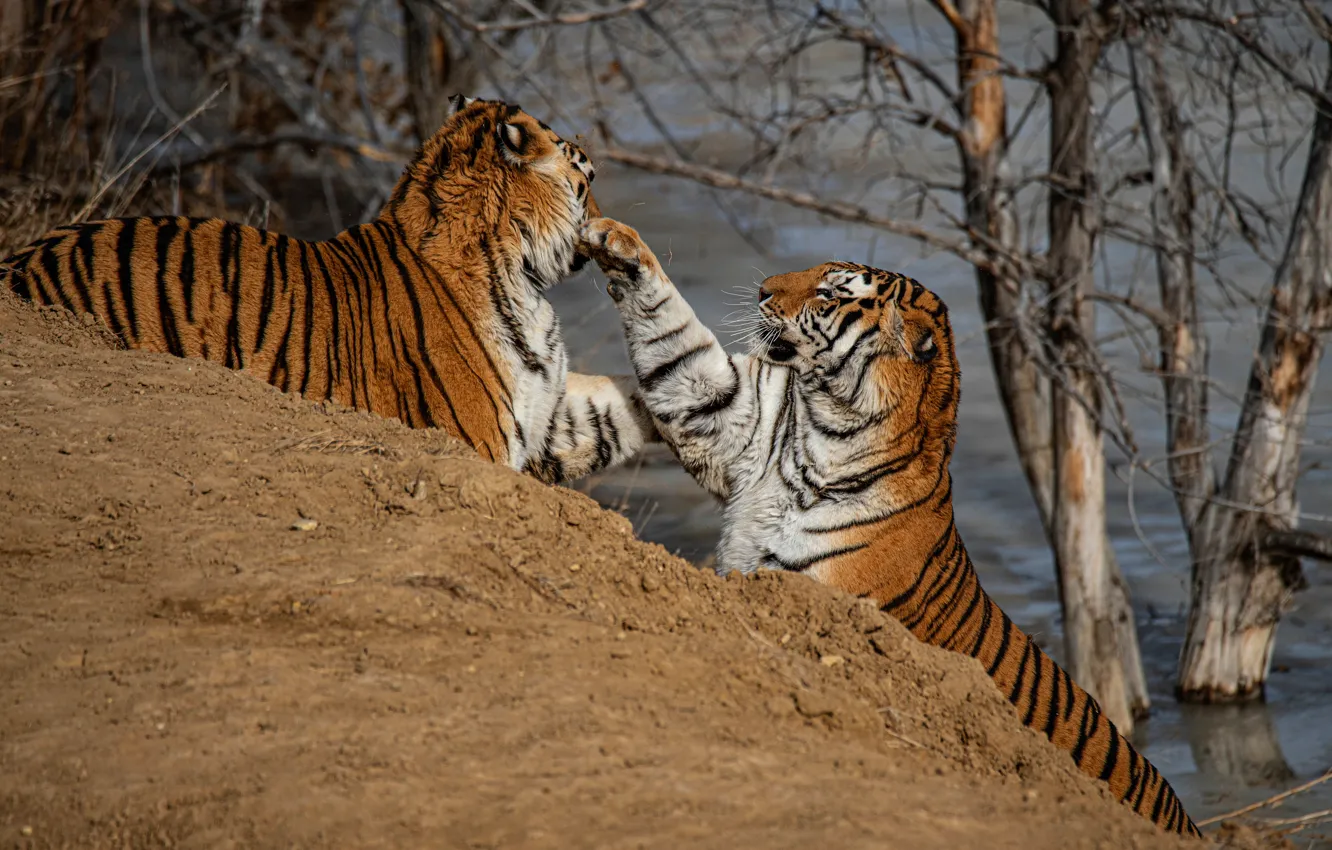 Photo wallpaper tiger, the game, slope, pair, branches, pose, two