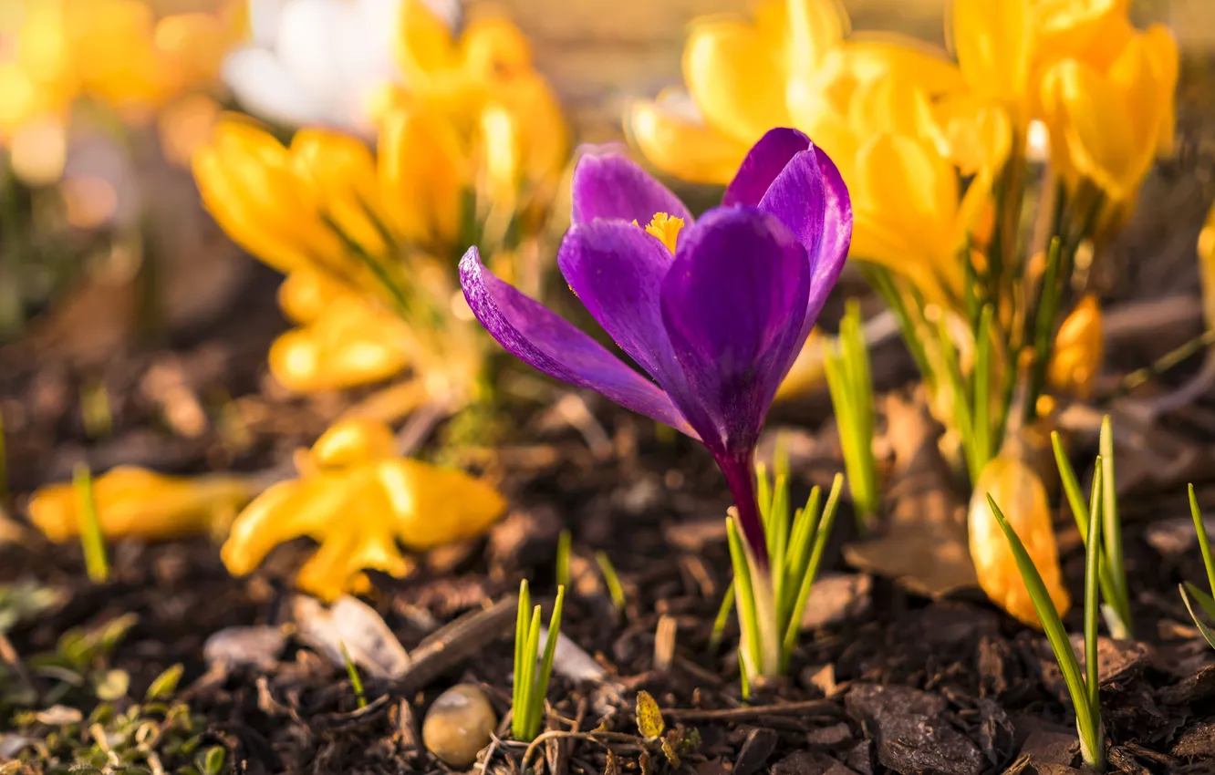 Photo wallpaper purple, light, flowers, spring, yellow, garden, crocuses, flowerbed