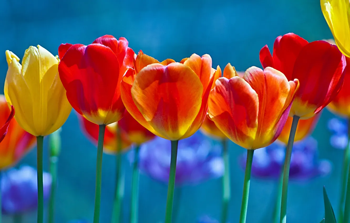 Photo wallpaper background, tulips, buds