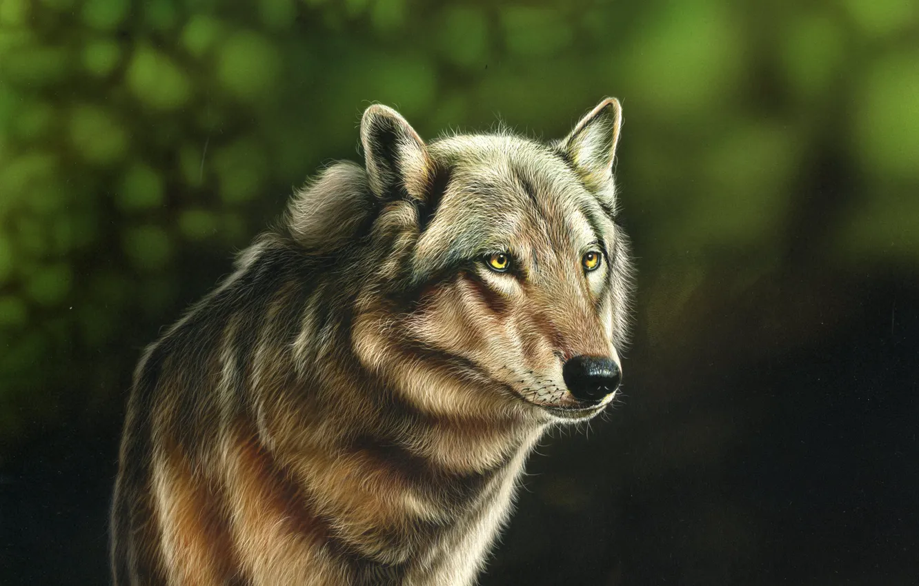 Photo wallpaper look, animal, wolf, predator