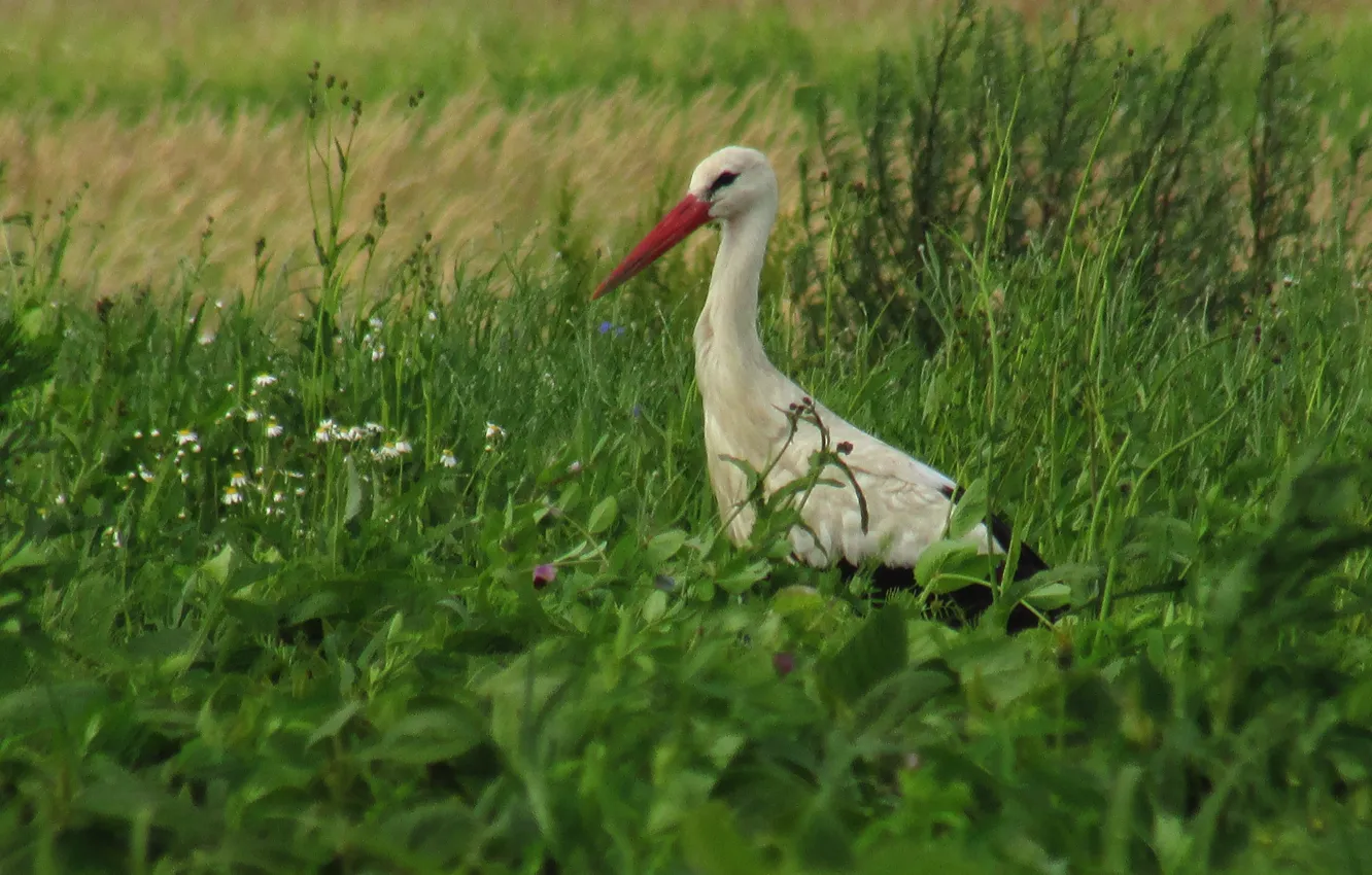 Photo wallpaper field, the sky, grass, stork
