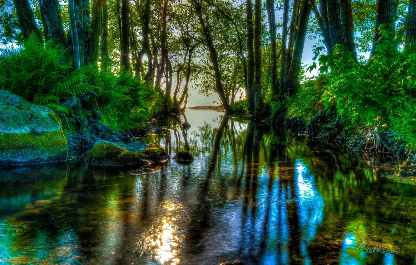 Photo wallpaper forest, the sky, trees, river, stones, thickets