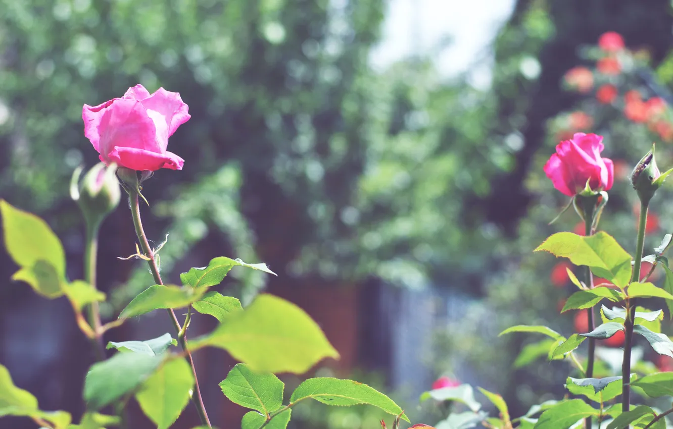 Photo wallpaper flowers, roses, petals, buds, the bushes