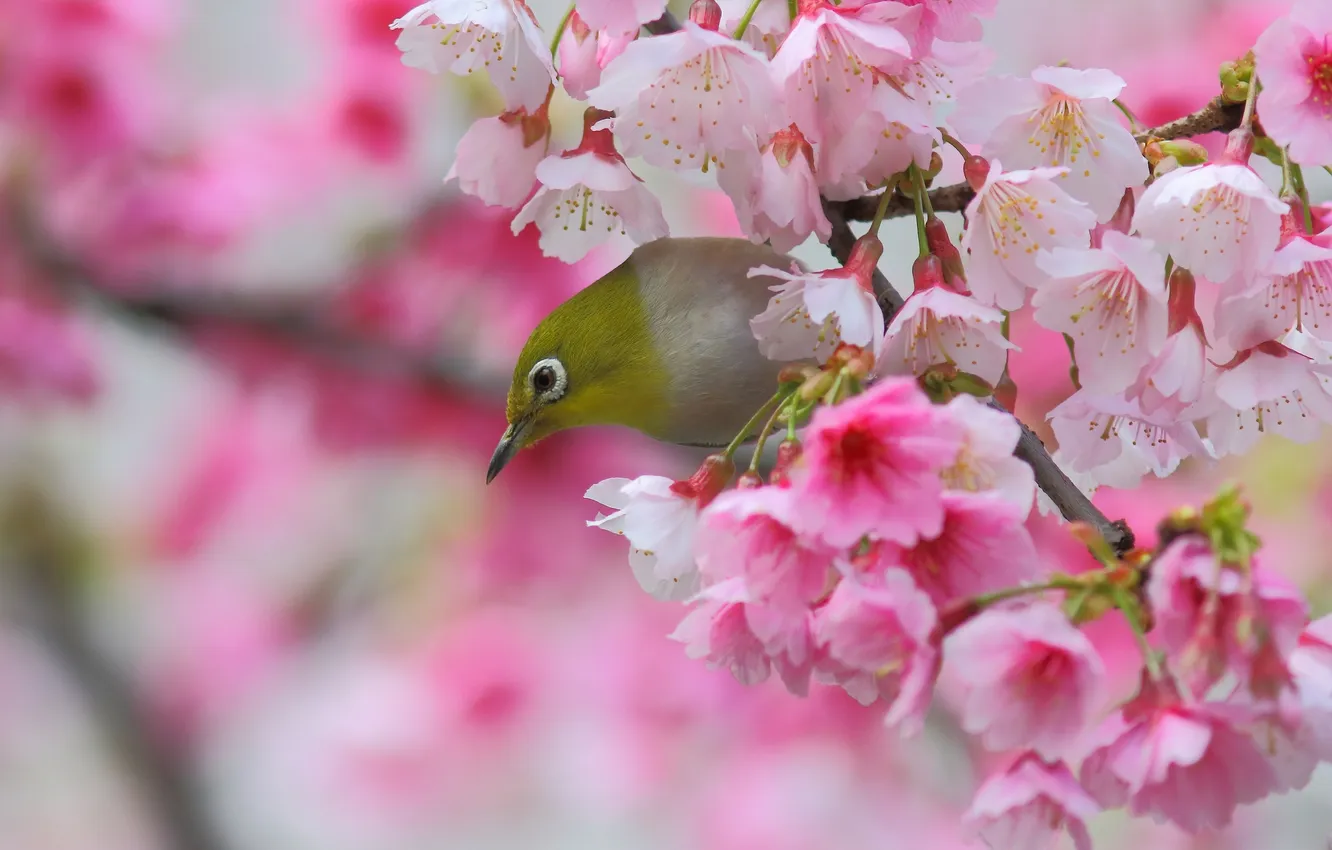 Photo wallpaper cherry, bird, branch, spring, Sakura, flowering, flowers, Japanese white-eye