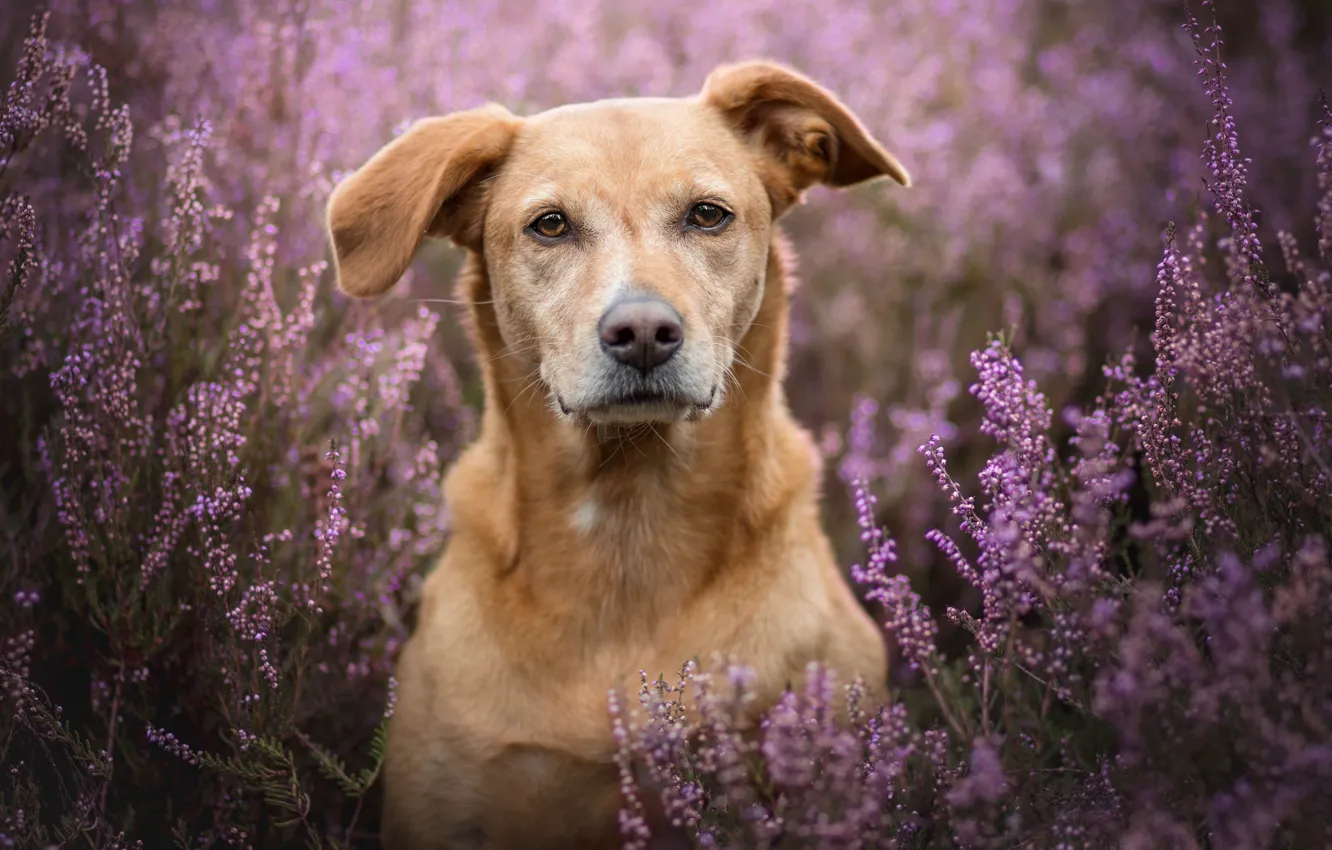 Photo wallpaper lavender, dog, bokeh