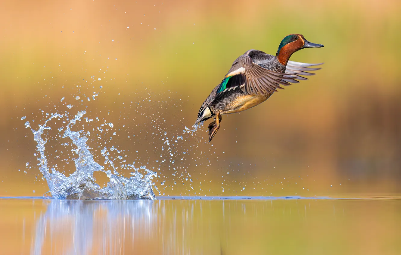 Photo wallpaper water, background, bird, duck, the rise, the bryzkami, Teal-whistler