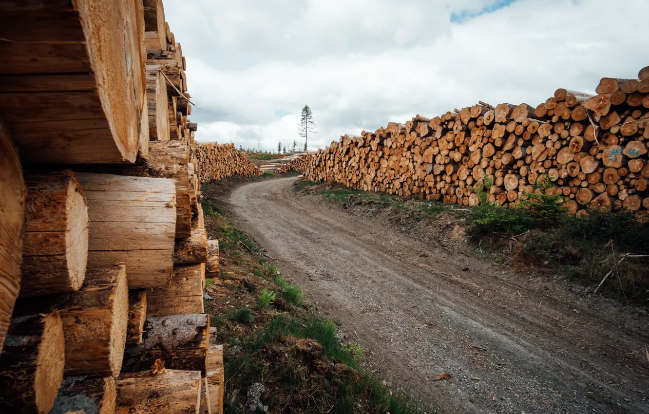 Photo wallpaper road, nature, wood, logs