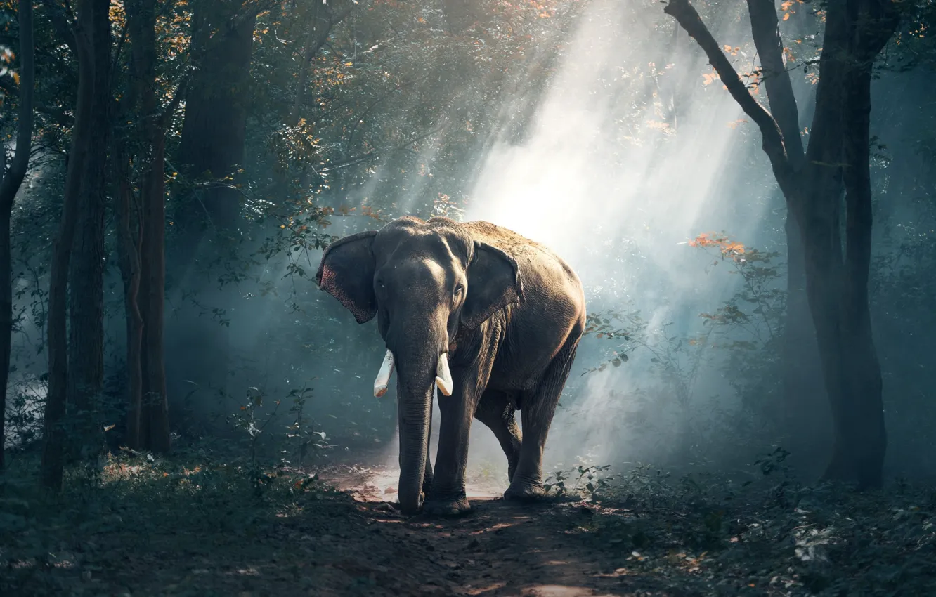 Photo wallpaper elephant, forest, road, tree, asia, wildlife, elefant, tusks