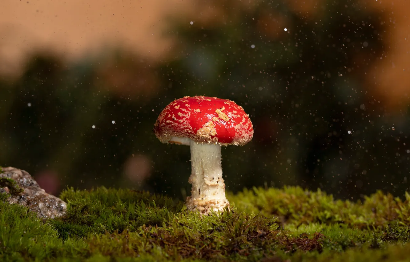Photo wallpaper rain, glade, one, mushroom, moss, mushroom, bokeh